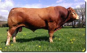 Picture of Artificial insemination of the Limousin breed of Fance