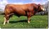 Immagine di Artificial insemination of the Limousin breed of Fance