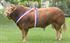 Изображение Artificial insemination of the Limousin breed of Fance