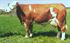 Изображение Artificial insemination of dairy cows