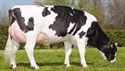 Изображение Artificial insemination of dairy cows