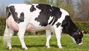 Image de Insémination artificielle de vache laitière