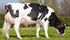 Bild von Artificial insemination of dairy cows