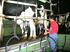Picture of Artificial insemination of dairy cows